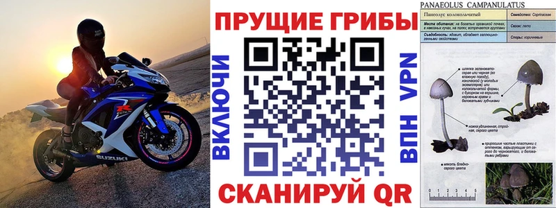закладка  Оленегорск  Галлюциногенные грибы Psilocybe 